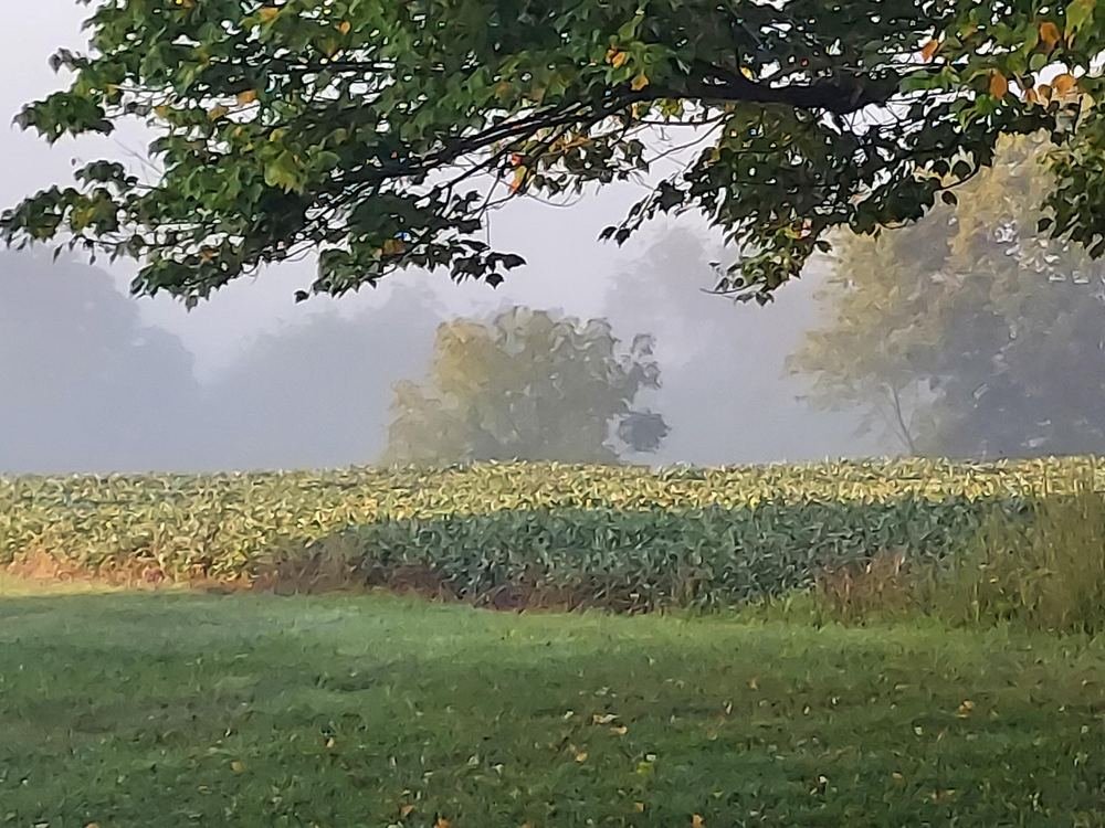 Fog lying across a crop field beyond the lawn, framed by the branches of a tree.