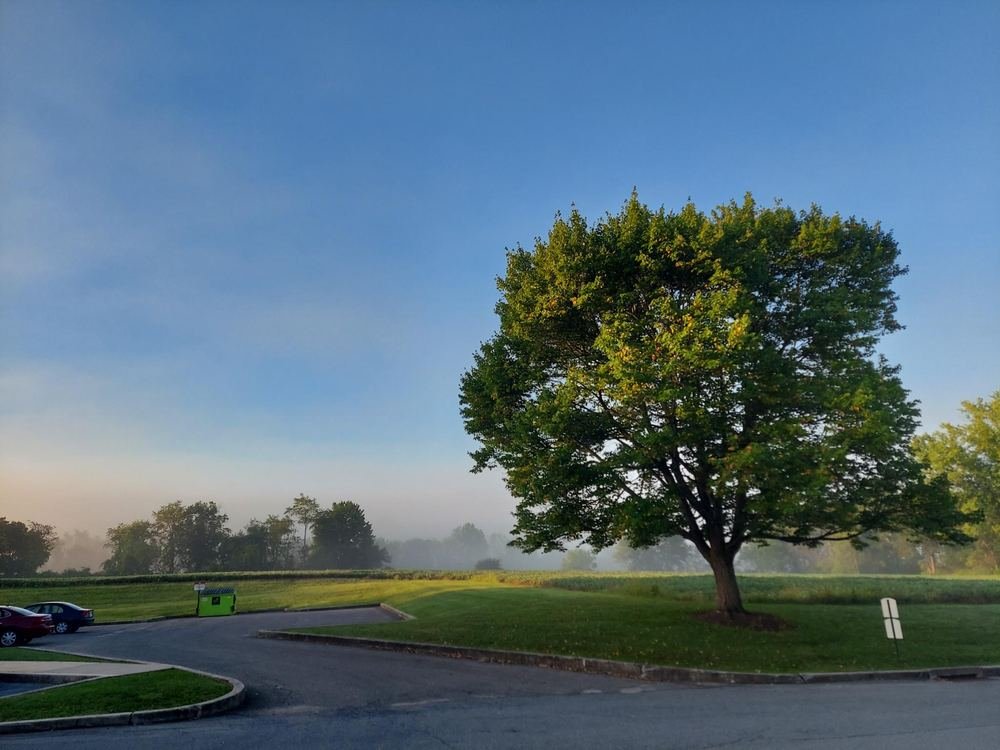 A large maple tree on a lawn at the edge of the parking area, with fog lying over the farm fields behind it.